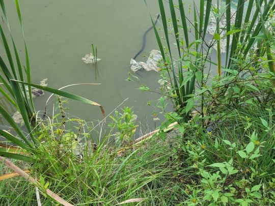 Schlammteich (Tessin)-1