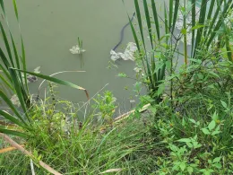 Schlammteich (Tessin)-1