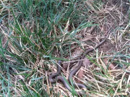 Teufelsteich (Harzgerode)