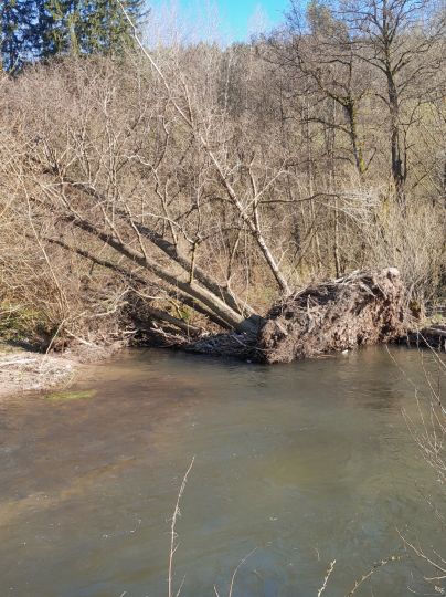 Hasel (Steinbach-Hallenberg)-1