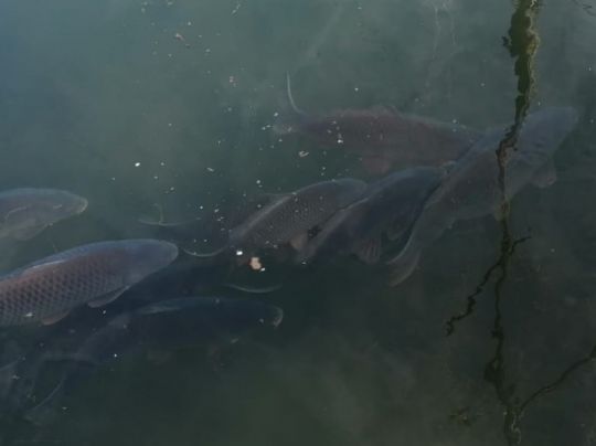 Rhein (Breisach am Rhein)-2