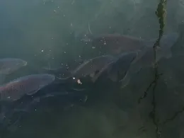 Rhein (Breisach am Rhein)-2