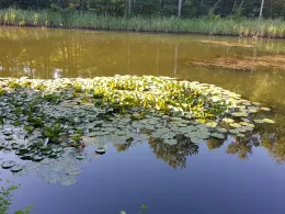 Hammergrabenteich (Lauchhammer)-0