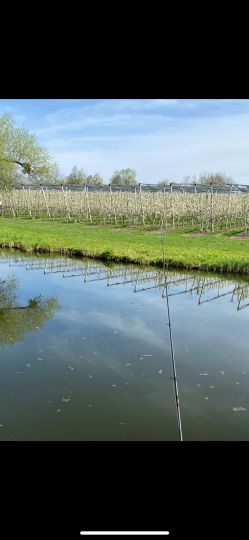 Schussen-Altwasser (Eriskirch)
