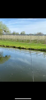 Schussen-Altwasser (Eriskirch)