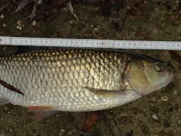 Mosel (Treis-Karden)-2