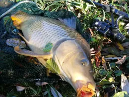 Fischereiverein Löhlbach