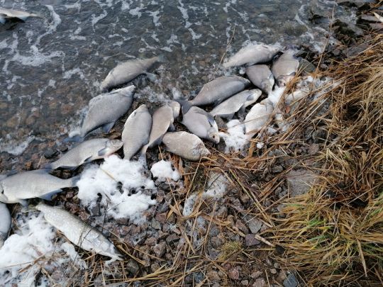 Kleiner Jasmunder Bodden-2