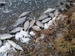 Kleiner Jasmunder Bodden-2