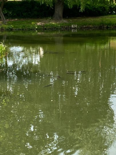 Parkteich Dardesheim-1