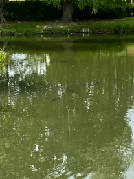 Parkteich Dardesheim-1