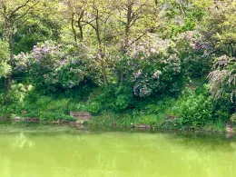 Sternsee (Magdeburg Neu Olvenstedt)-3