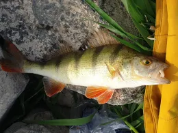 Rhein (Düsseldorf-Benrath)