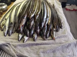 Forellensee Wild Bijzonder Vissen