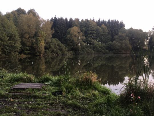 Großer Teich (Drebach) angeln