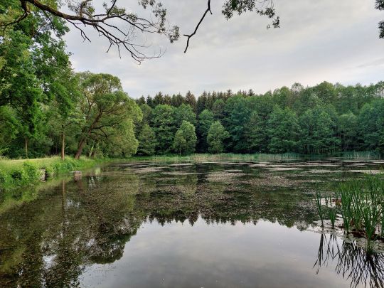 Großer Teich (Drebach) ALLE ANGELN