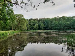 Großer Teich (Drebach)-1