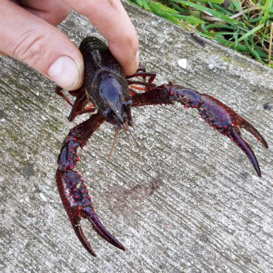 Oude Ijssel (Doetinchem)-1