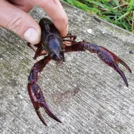 Oude Ijssel (Doetinchem)-1