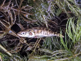 Spree (Berlin-Treptow)-4