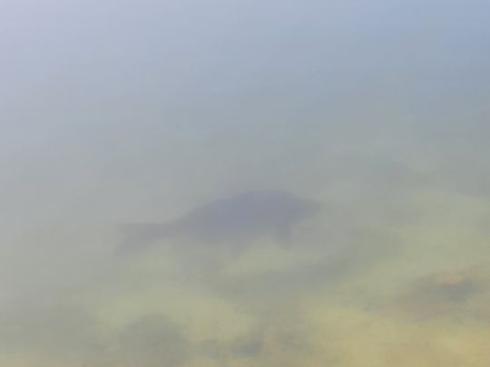 Sandkuhle Driefeler Esch-2