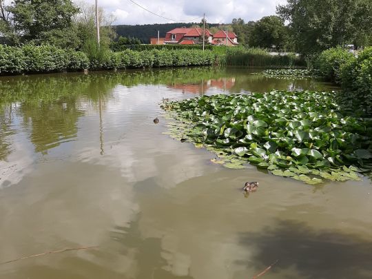 Förstereiteich (Lohmen) angeln