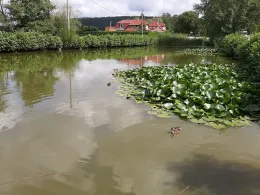 Förstereiteich (Lohmen)-1