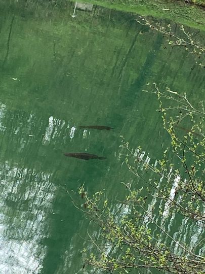 Sauer (Langsur-Wasserbillig)-3