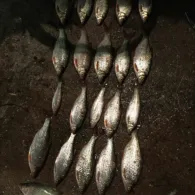 Sauer (Langsur-Wasserbillig)