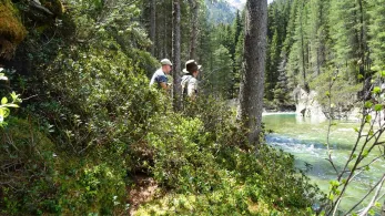 Krimmler Ache (Söllnalm)-1