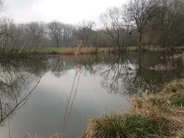 Barschteich (ASV Herrhausen)