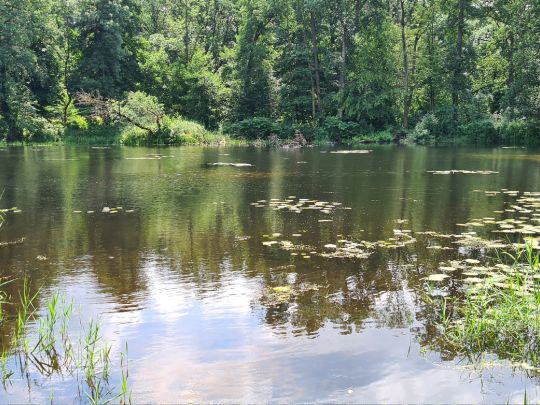 Steigmühlenteich (Schlieben)-2