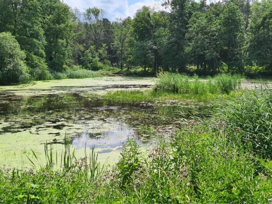 Steigmühlenteich (Schlieben)-1