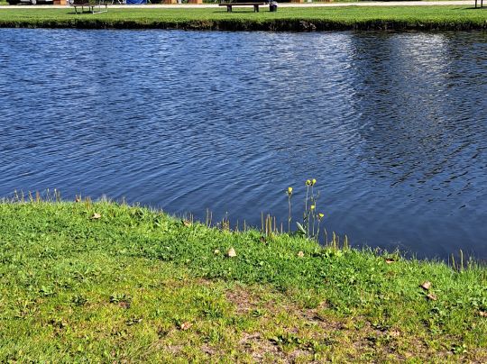 Storkesøen Ribe-4