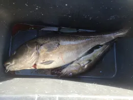 Ostsee (Elmenhorst-Lichtenhagen)-2