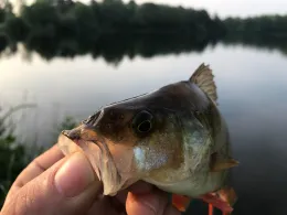 Kleine Hase (Quakenbrück)-4