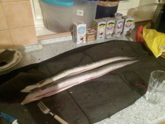 Aue (Hamburg-Finkenwerder)-1