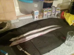 Aue (Hamburg-Finkenwerder)-1