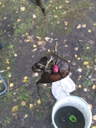 Krummer See (Sperenberg)-3