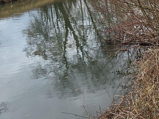 Neckar (Stuttgart)
