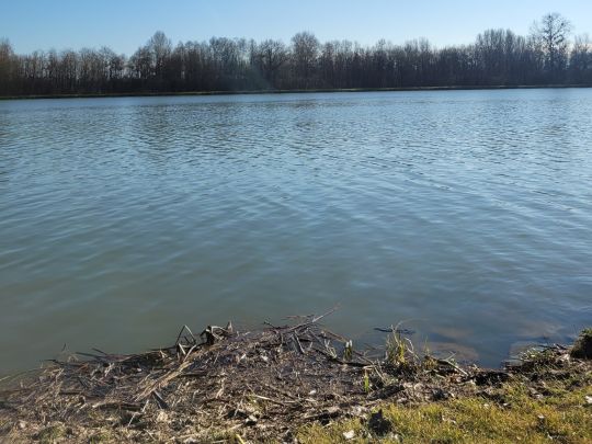 Rhein (Kappel-Grafenhausen)-2