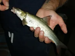 Weiße Elster (Halle/Saale)-3