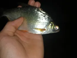 Weiße Elster (Halle/Saale)-4