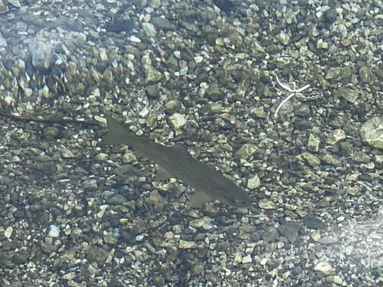 Hintersee (Ramsau)-4