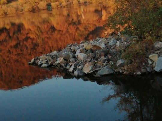 Donau (Donaustauf) angeln