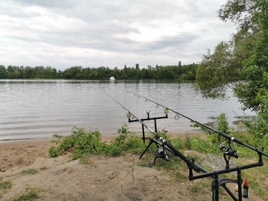 Donau (Donaustauf) angeln