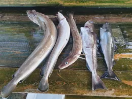 Nordsee (Sotra/Bergen)-3