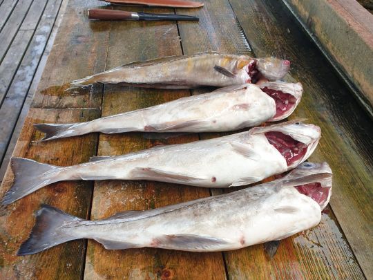 Nordsee (Sotra/Bergen)-2