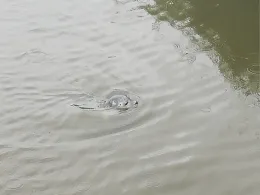 Ochtum (Delmenhorst)