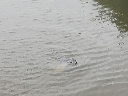 Ochtum (Delmenhorst)-3